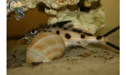 Synodontis petricola